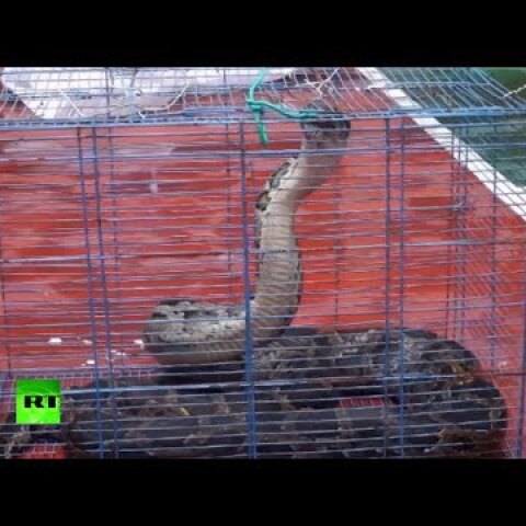 2.6-meter python caught by police after eating chicken at Chinese home (DISTURBING)