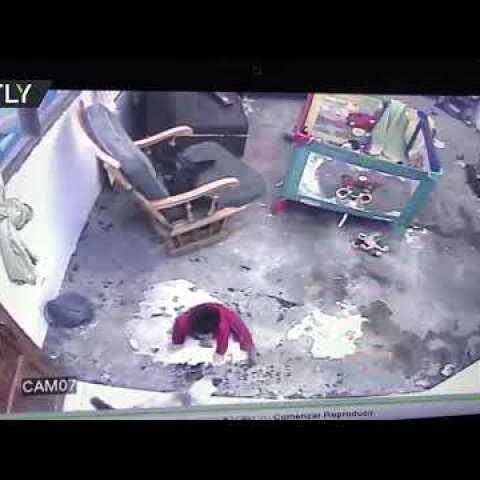 'Superhero' cat saves infant in Bogota