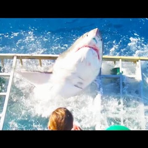 Great White Shark Cage Diving Breach Accident (Original)