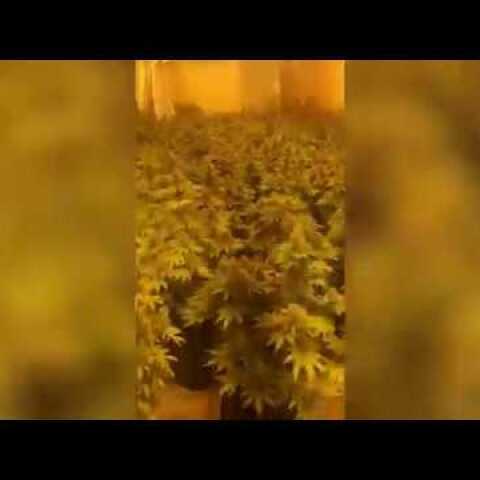 Εντοπίσθηκε πλήρως οργανωμένο και εξοπλισμένο εργαστήριο-φυτώριο υδροπονικής κάνναβης