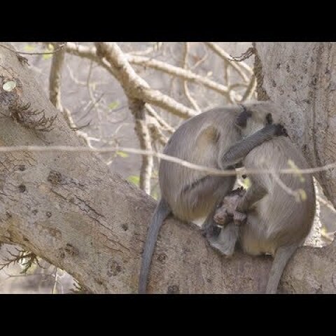 Grieving Mother Won't Leave Infant Monkey's Side