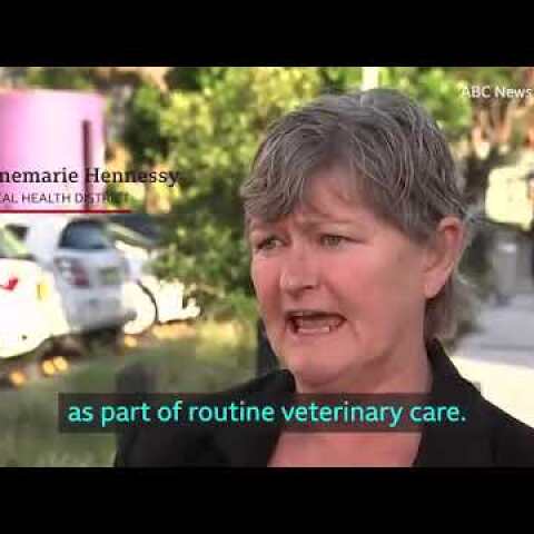 Sydney baboons go on the run before vasectomy