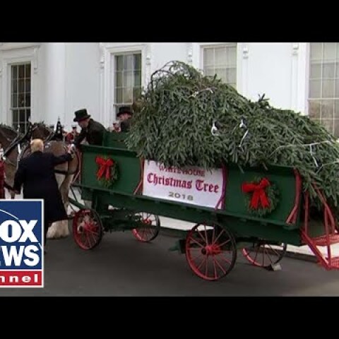 Trump, First Lady receive the White House Christmas Tree