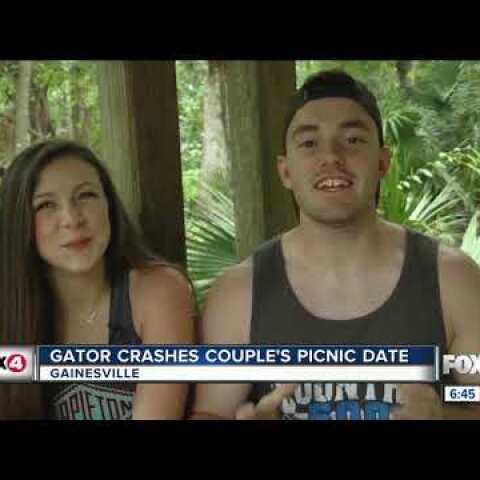 Guacamole-loving gator crashes couple's date by Florida lake