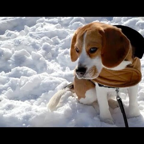 Cute beagle meets the polar vortex
