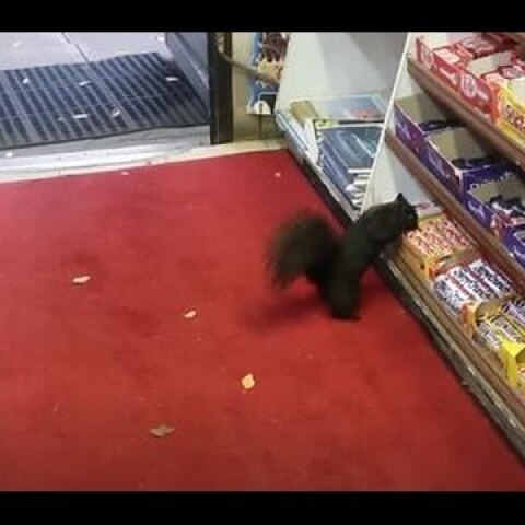 SQUIRREL STEALS CHOCOLATE BAR: Crunchie Caper