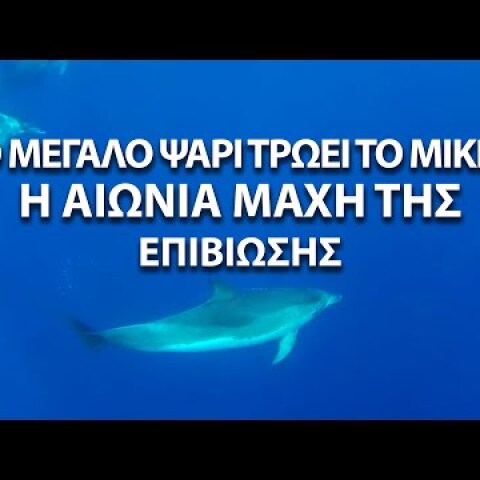 Το μεγάλο ψάρι τρώει το μικρό. Η αιώνα μάχη της επιβίωσης Up'O ψηλά και όχι μόνο. Up Drones