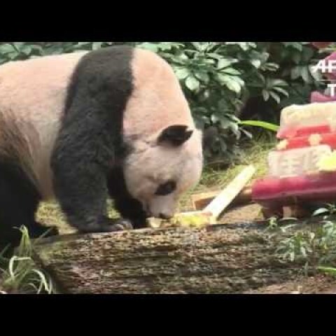 Hong Kong giant panda Jia Jia was oldest ever in captivity