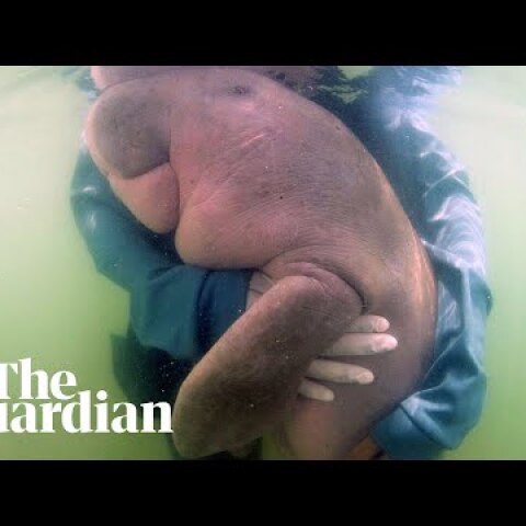Baby dugong becomes Thailand's national sweetheart