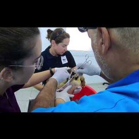 Διάσωση θαλάσσιας χελώνας στη Σύρο