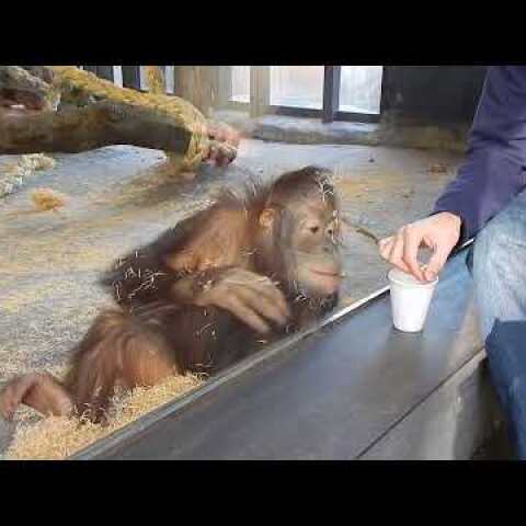 Monkey Sees A Magic Trick