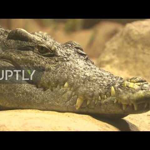 Russia: WWII era alligator Saturn dies in Moscow zoo *ARCHIVE*