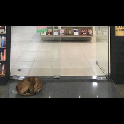 Cachorro tenta roubar livro de Elena Ferrante e viraliza na web