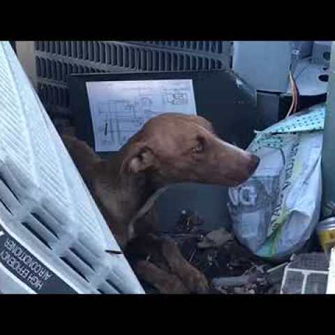 Big Dog Ranch Rescue team finds dog trapped in Bahamas