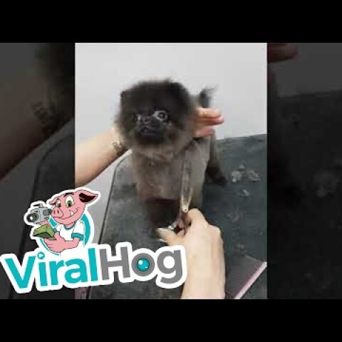 Puppies Grooming Dance || ViralHog
