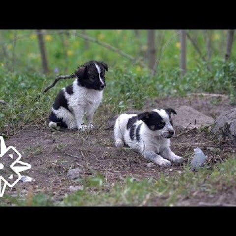 The Puppies of Chernobyl