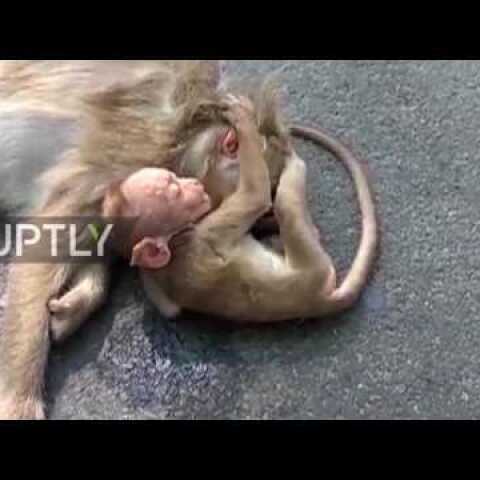 India: Baby monkey mourns its mother on roadside