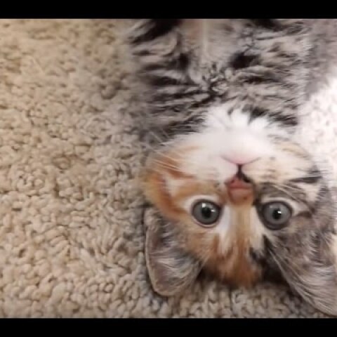 I'm Little Maci! *** Am I the cutest kitten on Youtube? *** ♡