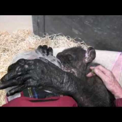 Jan van Hooff visits chimpanzee "Mama", 59 yrs old and very sick. Emotional meeting