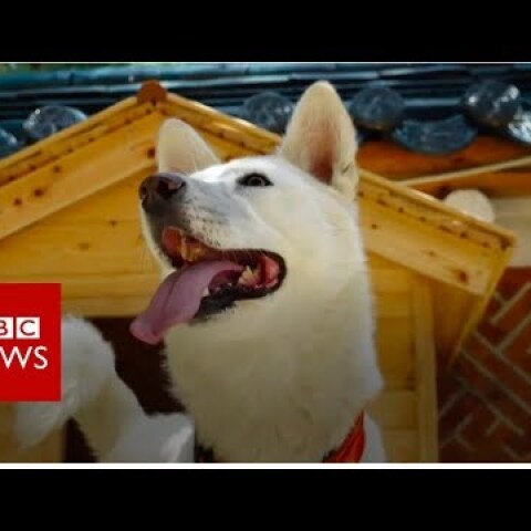 Kim Jong-un’s gift of dogs and other signs of friendship - BBC News