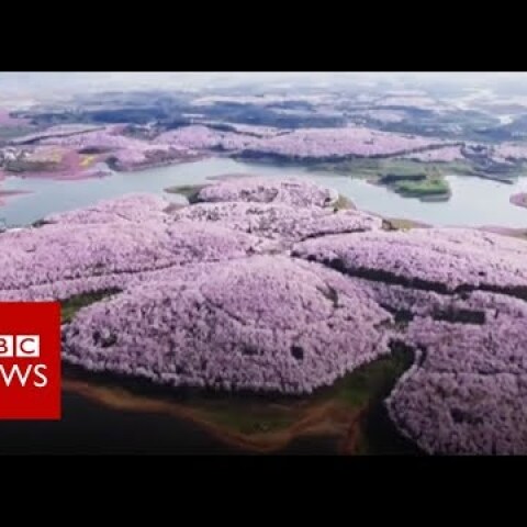 Drone captures stunning China blossoms - BBC News