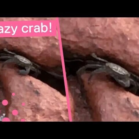 Sassy Crab Makes Threatening Gesture to Filmer
