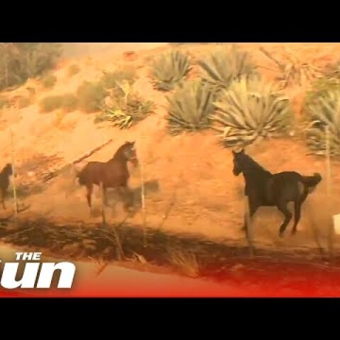 Heroic horse charges towards fire to rescue his family in California