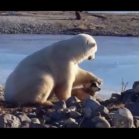 Wild Polar Bear Pets Dog