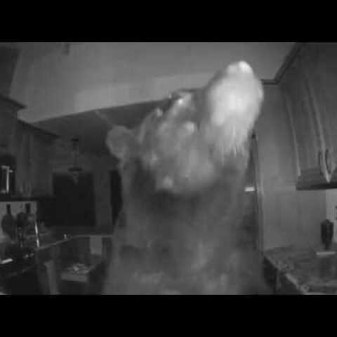Bear breaks into house, opens fridge as homeowners are asleep
