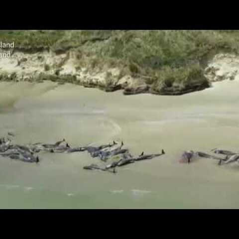 145 whales die on remote New Zealand beach