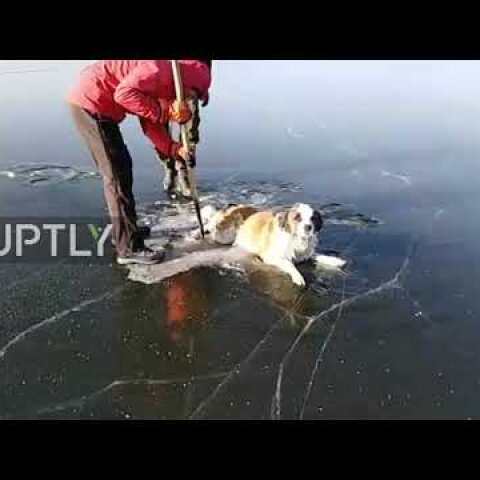 Ruff day! Rescuers pull dog from frozen lake in Chita