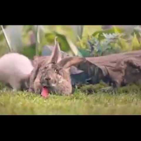 Polish Government campaign urges public to breed like rabbits