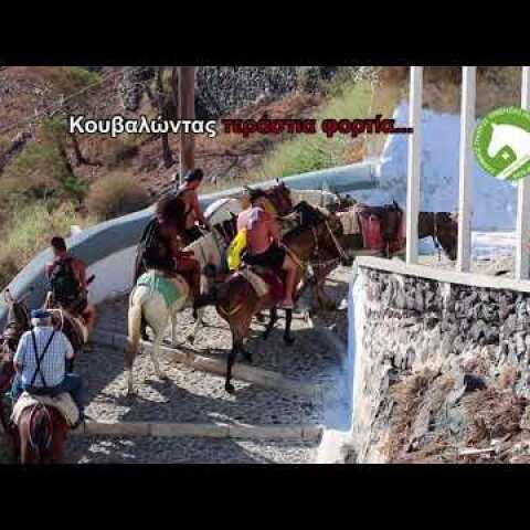 ΕΛΛΗΝΙΚΟΣ ΣΥΛΛΟΓΟΣ ΠΡΟΣΤΑΣΙΑΣ ΙΠΠΟΕΙΔΩΝ - ΛΕΜΕ ΟΧΙ ΣΤΗΝ ΚΑΚΟΠΟΙΗΣΗ