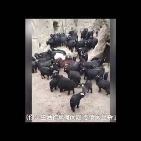 Hilarious video shows Chinese farmer holding a meeting with his goats