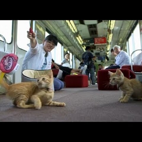 Passengers enjoy Japan’s first cat cafe on a moving train