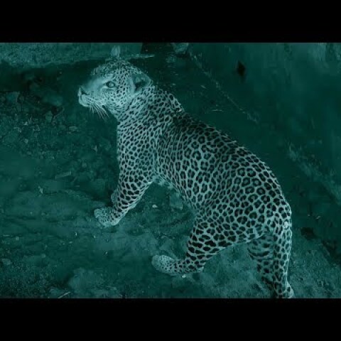 Baby Warthog Trapped With Leopard | Earth's Great Rivers: Nile | BBC Earth