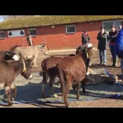 AN EMOTIONAL GOODBYE TO A DEAD DONKEY :(