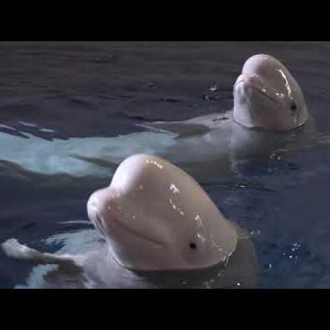 Heem an d'Mier - de Cargolux Transport vum Little Grey a Little White