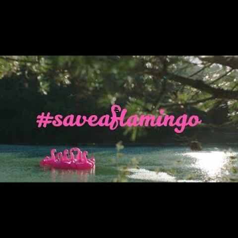 #saveaflamingo