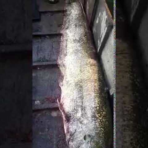 Σουφλί: Έπιασαν γουλιανό "θηρίο"