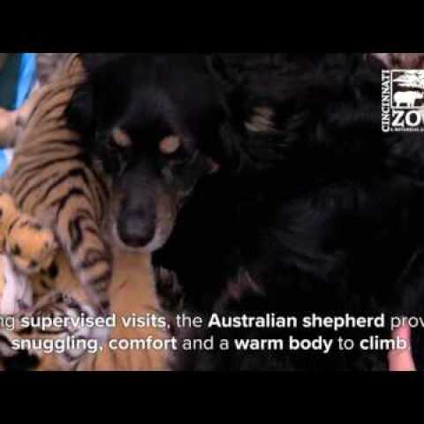 Australian Shepherd Filling in as Parent to One-Month-Old Tiger Cubs - Cincinnati Zoo