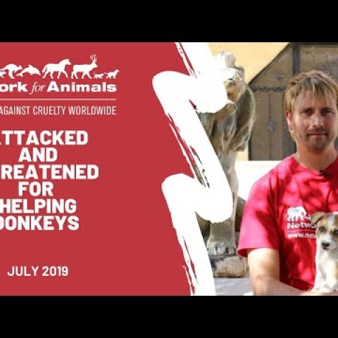 Attacked and threatened with DEATH trying to save donkeys