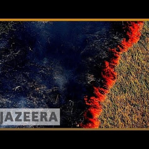 Amazon burning: Brazil reports record surge in forest fires