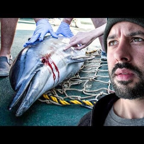 POURQUOI LES DAUPHINS MEURENT EN FRANCE