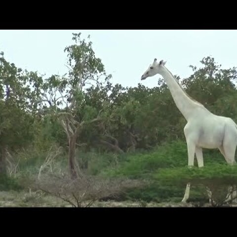 Rare white giraffes caught on camera in Kenya