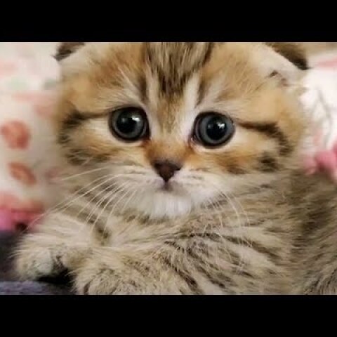 This Little Kitten Will Instantly Improve Your Day
