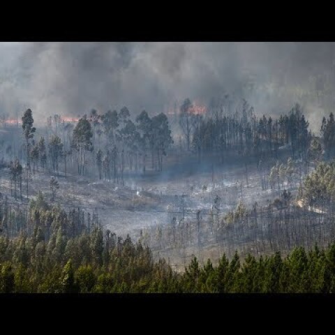 Aftermath of forest fires in central Portugal