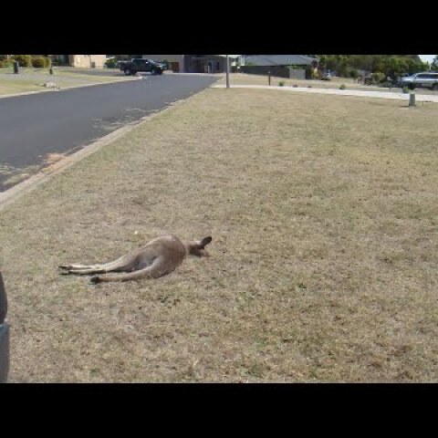 Kangaroos killed in apparent hit-and-run spree