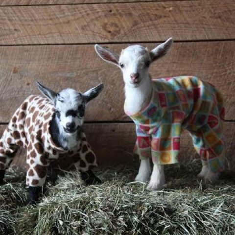 Goat Kid Pajama Party