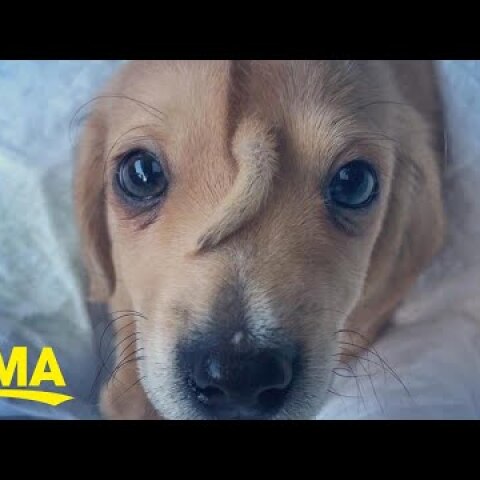 Rescue puppy named Narwhal has a tail on his forehead and is 'perfectly healthy'  l GMA Digital